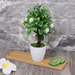 Oval Shape Bamboo Wood Saucer Plant Tray Mini Plant Flower Pot Stand Favor Succulent Pot Tray Simple Elegant Design Home Balcony